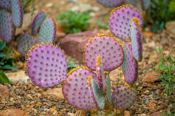 A flowering cactus in Tucson, Arizona