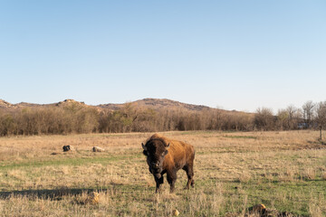 Bison Looking At Viewer In Oklahoma's Witchita Mountain Wildlife