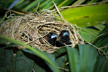 Javan Munia (Lonchura leucogastroides) and nest