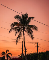 palm trees at sunset miami Florida