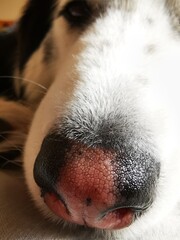 close up of a dog husky