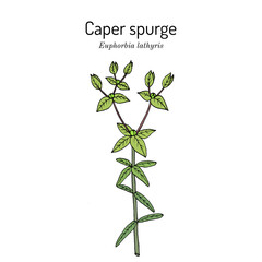 Caper spurge or paper spurge (Euphorbia lathyris), edible and medicinal plant