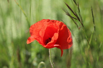 red poppy in the field
