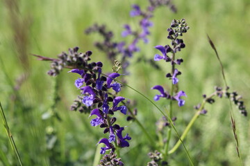 violet flowers in the field