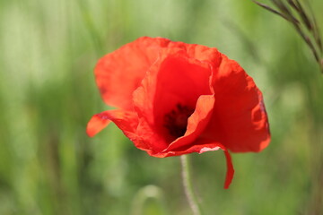 red poppy flower