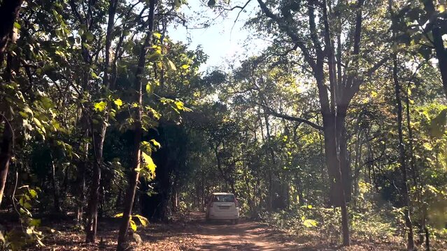 Experience a passenger view of a drive through Bhat Jungle in India, with sunlight flickering through the lush canopy above, offering a captivating journey through nature's beauty.