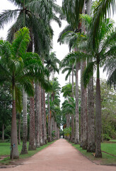 Large alley of Royal Palm Trees in Rio de Janeiro Botanical Garden, Brazil. The Botanical Garden shows the diversity of Brazilian and foreign flora.