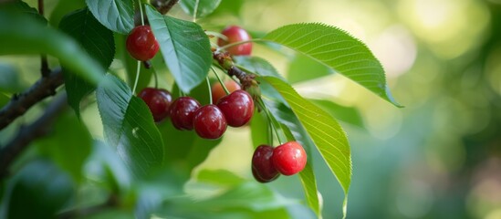 A cluster of ripe cherries dangles from the twig of a cherry tree, showcasing nature's delicious bounty of plant-based, seedless fruit.
