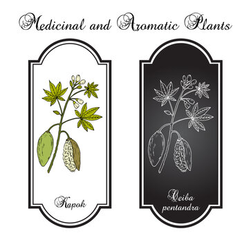 Kapok or Java cotton (Ceiba pentandra ), medicinal plant. Hand drawn botanical vector illustration