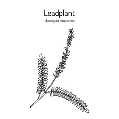 Leadplant, or downy indigo bush (Amorpha canescens ), ornamental and medicinal plant