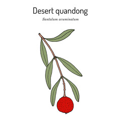 Desert quandong, or native peach (Santalum acuminatum), edible and medicinal plant