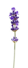 Branch of Lavender Flower