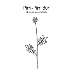 Pirri-Pirri Bur (Acaenia anserinifolia), medicinal plant.