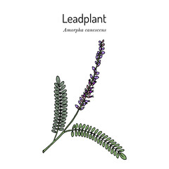 Leadplant, or downy indigo bush (Amorpha canescens ), ornamental and medicinal plant