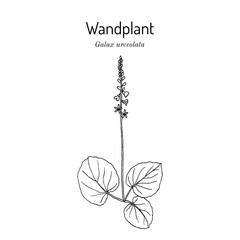 Wandplant, or wandflower (Galax urceolata ), ornamental and medicinal plant