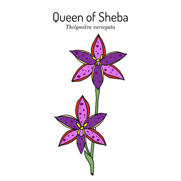 Queen of Sheba (Thelymitra variegata), australian ornamental plant