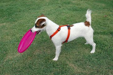Jack Russell Terrier holds pink frisbee in its mouth.