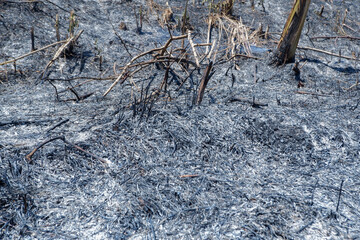 ash left over from burning forests to clear plantation land