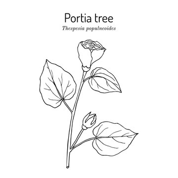 Portia tree, or Indian tulip tree (Thespesia populnea), edible and medicinal plant