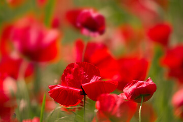 Blooming poppy field detail, close-up with blurred red background, green furry sharp plant stems....