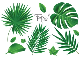 Fotobehang Tropische bladeren Summer tropical leaf vector set design. Tropical leaves summer and spring elements like monstera and palm leaves in fresh color green collection. Vector illustration summer tropical leaves collection.