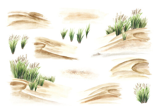 Coastal dune, sea grass set. Hand drawn watercolor illustration isolated on white background