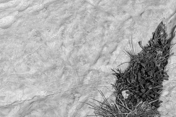 Close-up shot of the white limestone of the Calanques in Marseille, Les Goudes, France. Green...