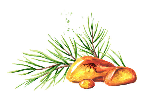 Transparent amber with insects inside. Petrified resin of an ancient coniferous tree. Hand drawn watercolor illustration, isolated on white background