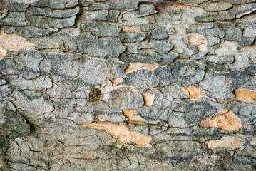 Close up on tree bark with an interesting abstract structure