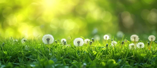 Keuken spatwand met foto Beautiful dandelions in the lush green grass field under the bright sun © TheWaterMeloonProjec