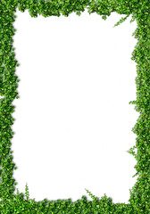 Frame design surrounded by ivy (background transparent).Frame design surrounded by ivy (background transparent). - obrazy, fototapety, plakaty