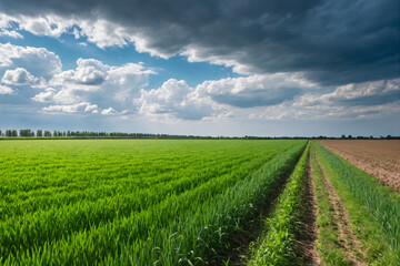 Fototapeta na wymiar Endless green fields under cloudy blue sky. Natural landscape