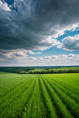 Fototapeta na wymiar Endless green fields under cloudy blue sky. Natural landscape