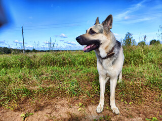 Big dog German Shepherd in field with green and yellow grass in summer or autumn season. Russian eastern European dog veo walk on nature