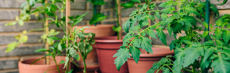Tomato plant leaves growing on ceramic pots on a vegetable garden in balcony of town apartment....