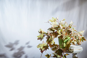 A potted plant with vibrant autumn leaves is bathed in soft sunlight, casting a delicate shadow on a smooth surface within an indoor environment. Background, texture, copy space