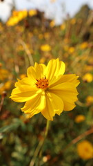 Vivid Yellow Cosmos Flower in a Sunlit Field