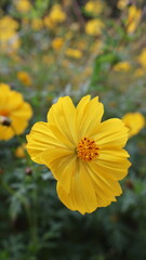 Bright Yellow Cosmos Flower with Green Leafy Background