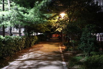 Fototapeta premium Peaceful Night Path Illuminated by Soft Streetlights