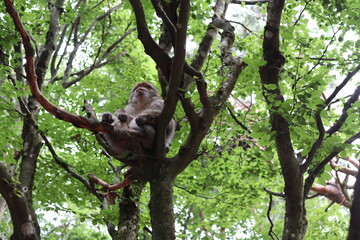 macaque sitting