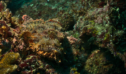 bearded scorpionfish lies still and camouflaged in the healthy coral reefs of watamu marine park,...