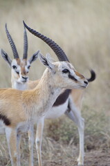 A Gazelle with a Singular Horn at the End of the Dry Season in October, Tanzania, Africa