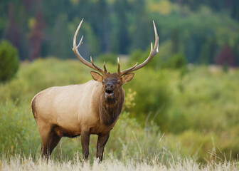 A bull Elk bugles for a mate in the lush autumn habitat of Rocky Mountain National Park in Colorado