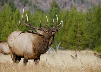 Rocky Mountain Elk - a large bull bugling during the autumn rut in Yellowstone National Park