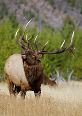 dominant bull Elk sends out the bugle call to attract a mate during the autumn breeding season