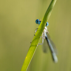 Blue damselfly peeking out from behind a blade of grass
