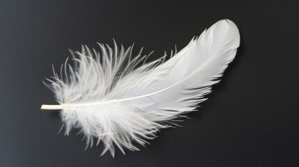 Fluffy white feather on black background   