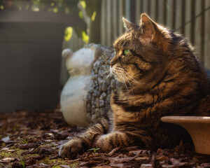 Chubby tabby cat lying in a garden next to a hedgehog figurine