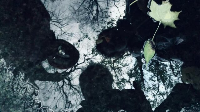 Real time from above silhouettes of unrecognizable people while looking down into puddle of rippling water with fallen maple leaves and swinging around against gloomy blue sky and autumn tree branches