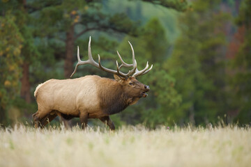 Rocky Mountain Elk, Cervus canadensis nelsoni, a mature male walks through classic habitat during the autumn breeding season